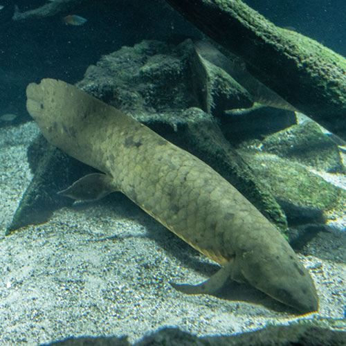 Sarcopterygii