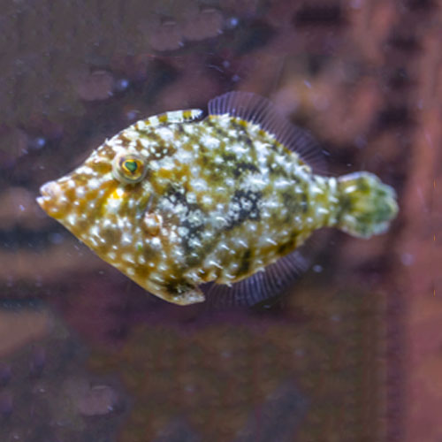Kugelfischartige