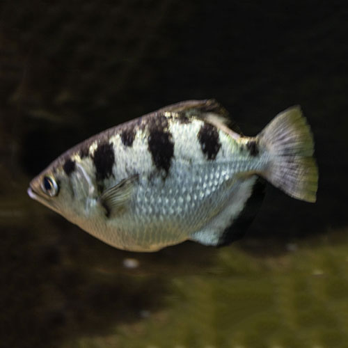 Acanthopterygii