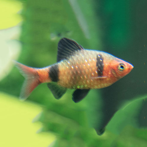 Karpfenartige