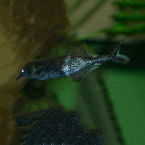 Messerfischähnliche