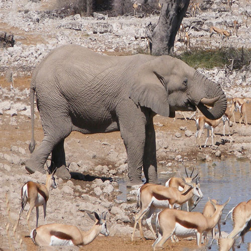 Tiere