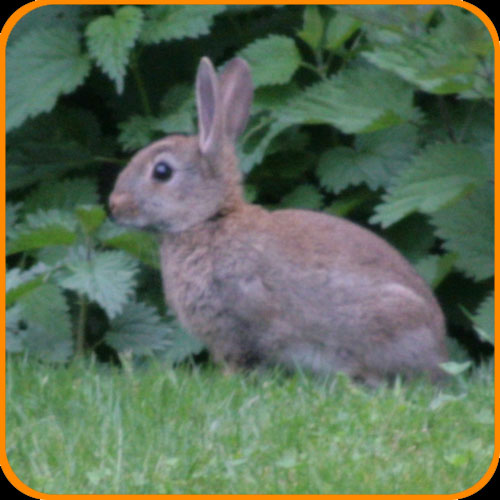 Wildkaninchen