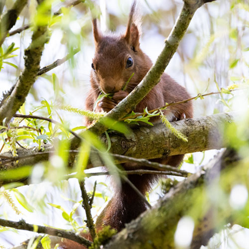 Europäisches Eichhörnchen