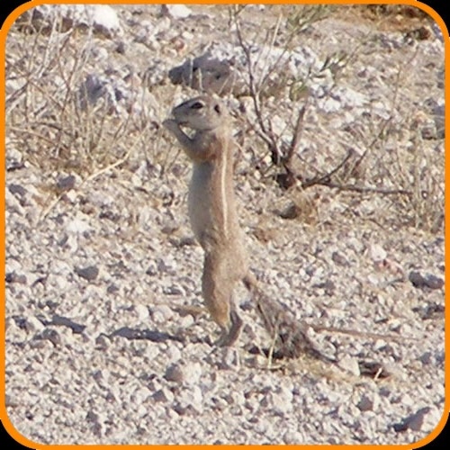 Gestreiftes Borstenhörnchen