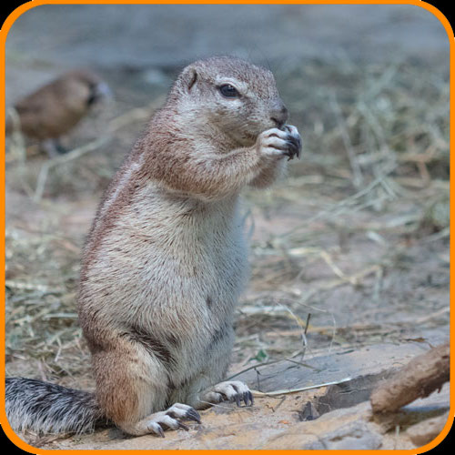 Kapborstenhörnchen