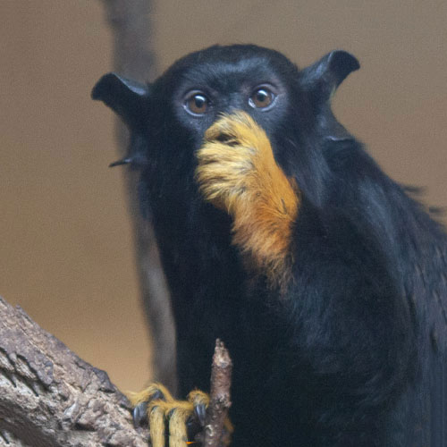 Rothandtamarin