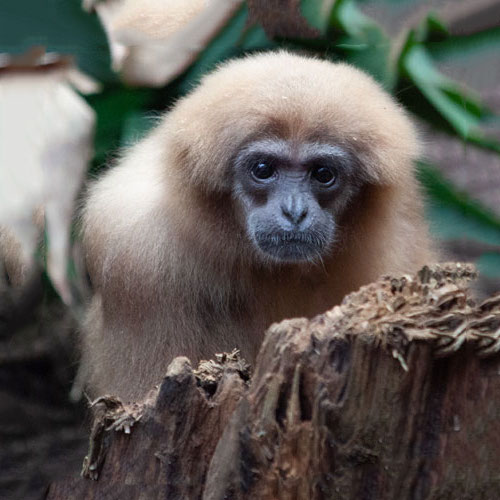 Weißhandgibbon