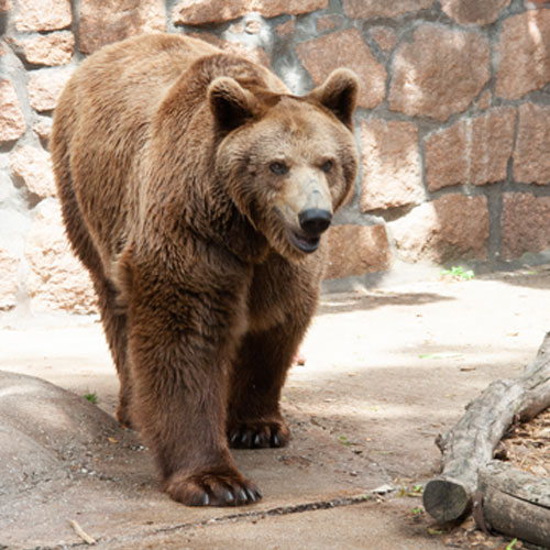 Braunbär