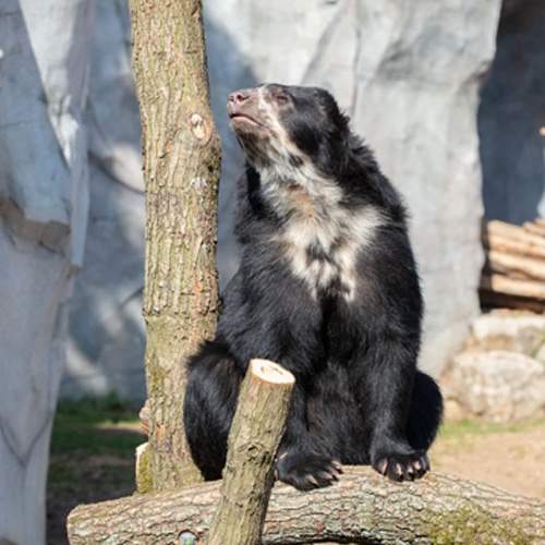 Brillenbär