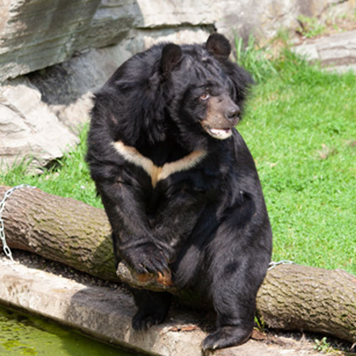 Kragenbär