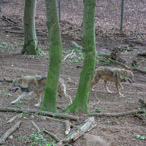 Eurasischer Wolf