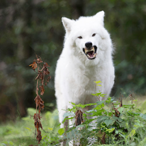 Hunde