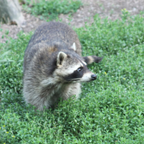Waschbär