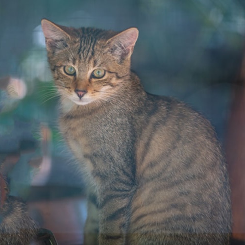 Katzen