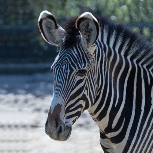 Grevyzebra